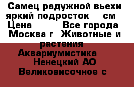 Самец радужной вьехи яркий подросток 15 см › Цена ­ 350 - Все города, Москва г. Животные и растения » Аквариумистика   . Ненецкий АО,Великовисочное с.